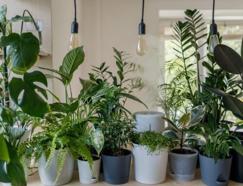 Home Gardening Tips For Hard To Grow Places