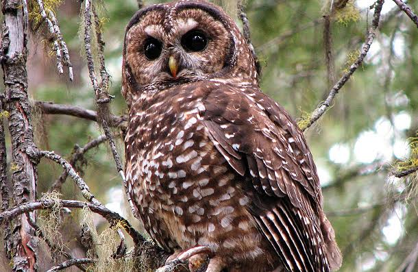 Northern Spotted Owl living in old grown forests in British Columbia, Canada